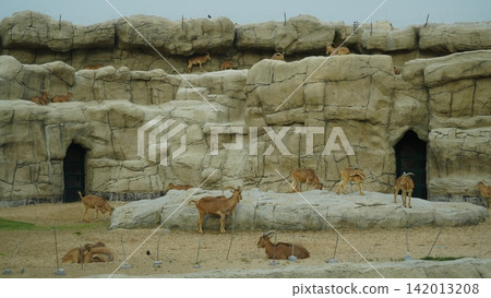 Mountain goats grazing on rocky terrain in wildlife reserve habitat Mountain goats grazing on rocky terrain in wildlife reserve habitat 142013208