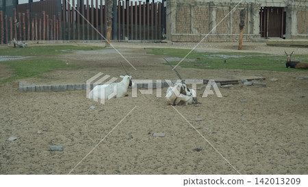 White goats resting on sandy ground in an outdoor enclosure White goats resting on sandy ground in an outdoor enclosure 142013209