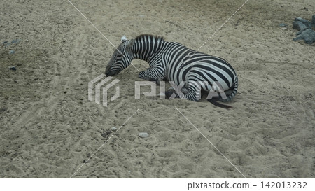 Zebra resting on sandy ground in natural habitat during daytime Zebra resting on sandy ground in natural habitat during daytime 142013232