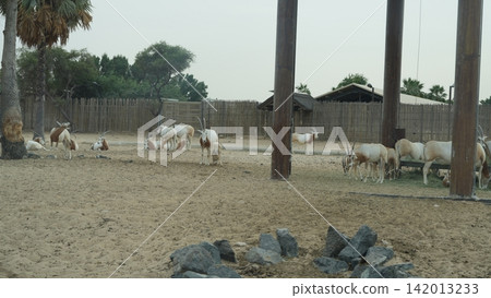 Herd of goats grazing in sandy enclosure with wooden fence and trees Herd of goats grazing in sandy enclosure with wooden fence and trees 142013233
