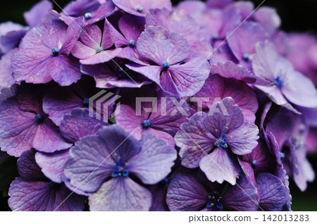 A close-up of a beautiful hydrangea with a vibrant purple color. A close-up of a beautiful hydrangea with a vibrant purple color. 142013283