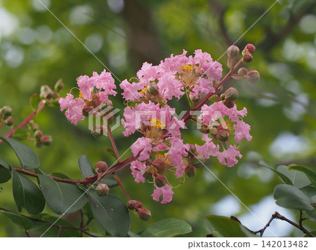 Pink crape myrtle on a summer morning (close-up of crape myrtle flowers and buds) Pink crape myrtle on a summer morning (close-up of crape myrtle flowers and buds) 142013482