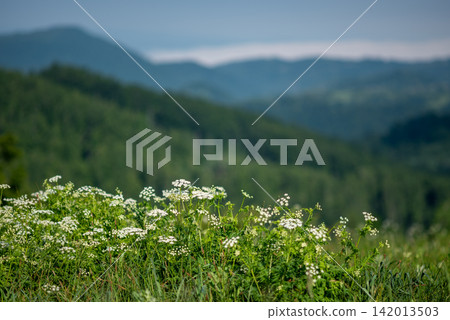 A serene meadow landscape with delicate wildflowers clustered on verdant hills, framed by distant hazy hills and overcast skies A serene meadow landscape with delicate wildflowers clustered on verdant hills, framed by distant hazy hills and overcast skies 142013503