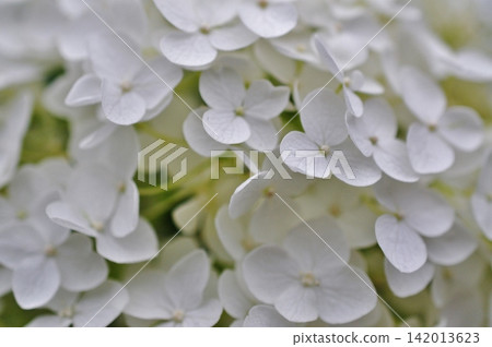 A close-up of a beautiful, pure white hydrangea. A close-up of a beautiful, pure white hydrangea. 142013623