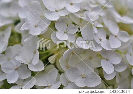 A close-up of a beautiful, pure white hydrangea. A close-up of a beautiful, pure white hydrangea. 142013624