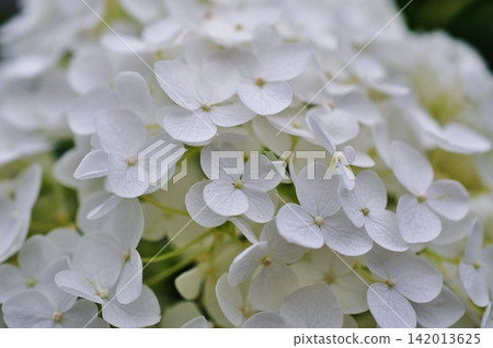 一張美麗純白繡球花的特寫。 一張美麗純白繡球花的特寫。 142013625