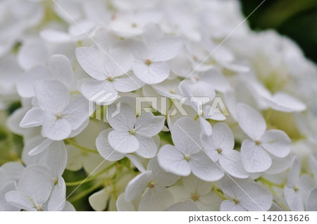 A close-up of a beautiful, pure white hydrangea. A close-up of a beautiful, pure white hydrangea. 142013626