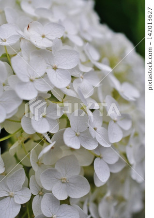 一張美麗純白繡球花的特寫。 一張美麗純白繡球花的特寫。 142013627