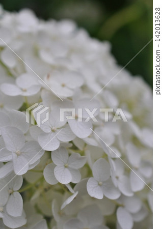 A close-up of a beautiful, pure white hydrangea. A close-up of a beautiful, pure white hydrangea. 142013628