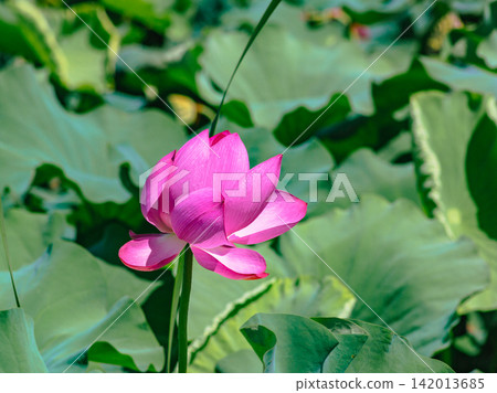 Landscape with lotus flowers 142013685