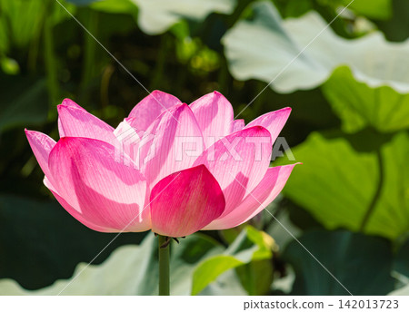 開蓮花 142013723
