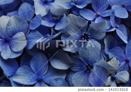 一張美麗的深藍色繡球花的特寫。 142013928