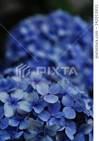 A close-up of a blue hydrangea with a beautiful soft bokeh effect. A close-up of a blue hydrangea with a beautiful soft bokeh effect. 142013931