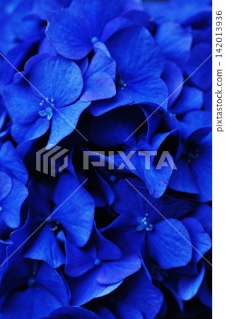 A close-up of a deep blue hydrangea vividly illuminated in the darkness. A close-up of a deep blue hydrangea vividly illuminated in the darkness. 142013936