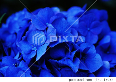 A close-up of a deep blue hydrangea vividly illuminated in the darkness. A close-up of a deep blue hydrangea vividly illuminated in the darkness. 142013938