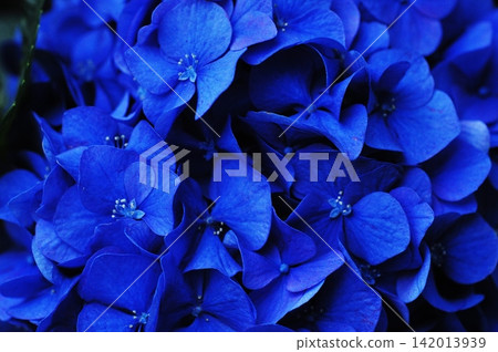 A close-up of a deep blue hydrangea vividly illuminated in the darkness. A close-up of a deep blue hydrangea vividly illuminated in the darkness. 142013939