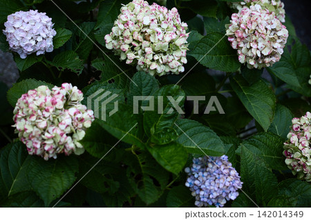 繡球花在雨季盛開 繡球花在雨季盛開 142014349