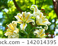 開花在森林裡的Yamamura花 142014395