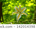 開花在森林裡的Yamamura花 142014398