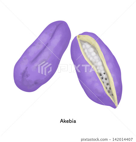 A colored pencil illustration of purple akebi fruit | Autumn fruit, akebi, a bounty of the mountains A colored pencil illustration of purple akebi fruit | Autumn fruit, akebi, a bounty of the mountains 142014407