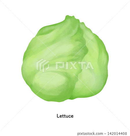 A pencil-style illustration of lettuce A pencil-style illustration of lettuce 142014408