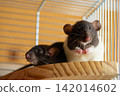 Two domestic cute fancy rats sitting inside a wire cage close up 142014602