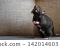 Cute black fancy rat standing on hind legs on a textured wall background 142014603