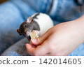 Gloved hand feeding a tiny fancy rat with food treats close up 142014605