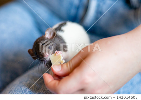 Gloved hand feeding a tiny fancy rat with food treats close up Gloved hand feeding a tiny fancy rat with food treats close up 142014605