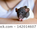 Young woman holding a cute fancy rat near her neck portrait 142014607