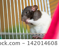 Black and white fancy rat standing by wire bars inside a pet cage 142014608