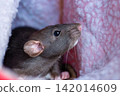 Dark brown fancy rat resting inside a pink soft pet bed cloth 142014609