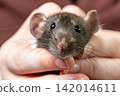 Macro portrait of a cute fancy rat head looking directly at camera 142014611