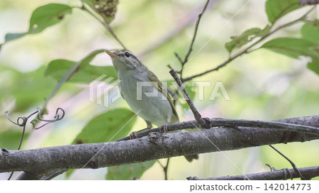 Japanese bush warbler summer green leaves 142014773