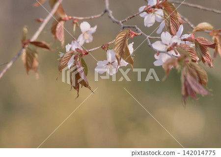 Cherry Blossoms   142014775