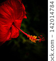 Crimson Arrow 142014784