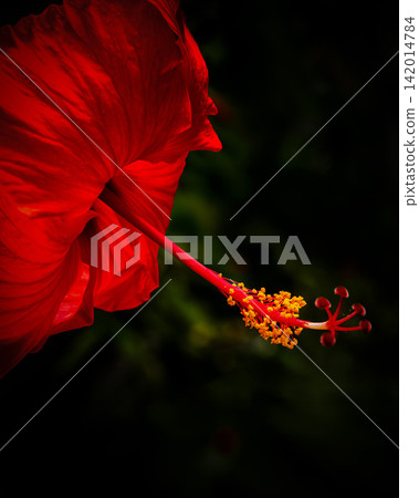 Crimson Arrow 142014784