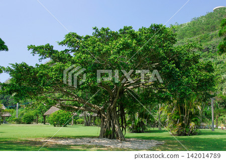 Banyan tree at Ohama Beach Park, Amami Oshima Island Banyan tree at Ohama Beach Park, Amami Oshima Island 142014789