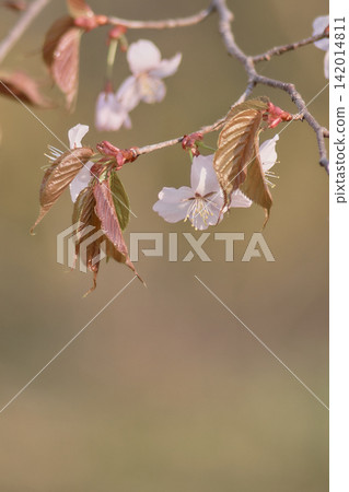 Cherry Blossoms Cherry Blossoms 142014811