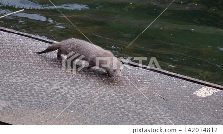 Mink, American mink, riverside, invasive species 142014812