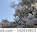 Cherry Blossoms	 142014813