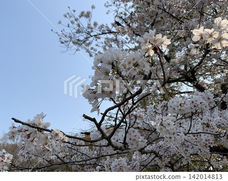 Cherry Blossoms Cherry Blossoms 142014813