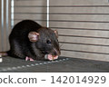 Close up of a dark brown fancy rat resting inside its cage 142014929
