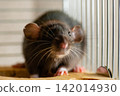 Cute fancy rat sitting on a wooden surface looking at camera 142014930