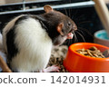 Black and white domestic fancy rat eating food next to a bowl 142014931
