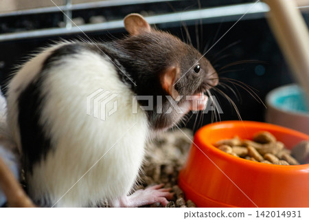Black and white domestic fancy rat eating food next to a bowl Black and white domestic fancy rat eating food next to a bowl 142014931