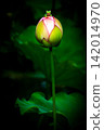 Guardian of the Lotus 142014970