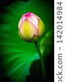 lotus flower, pure flower 142014984