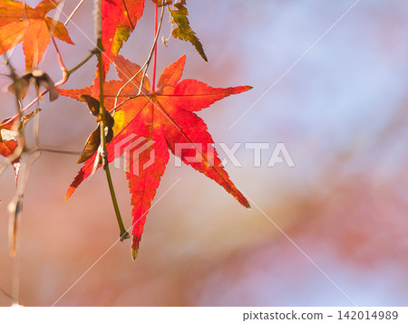 Bright red autumn leaves Bright red autumn leaves 142014989