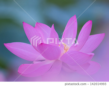 一朵可愛的蓮花 一朵可愛的蓮花 142014993